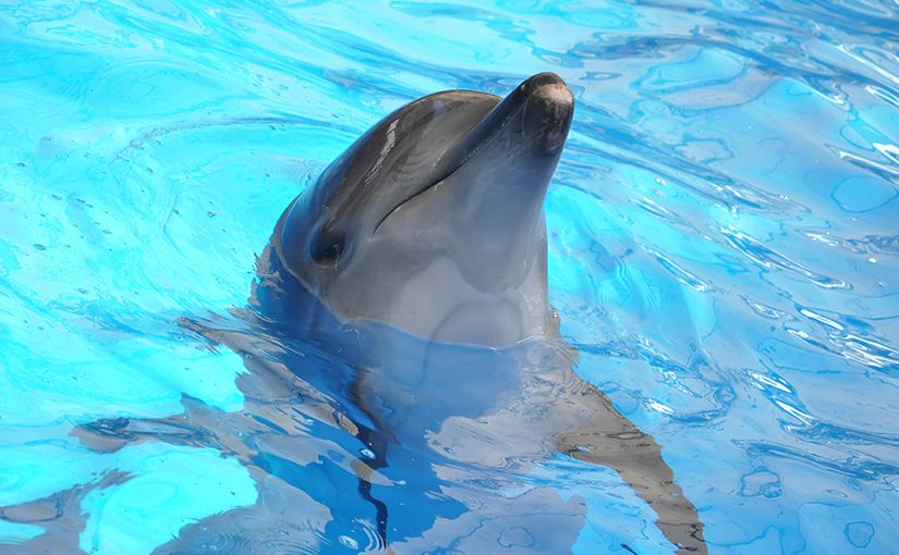 Seaworld Orlando Florida